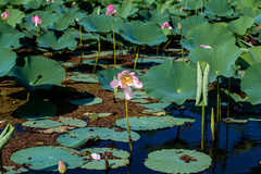 آغاز شکفتن نیلوفرهای آبی تالاب انزلی 